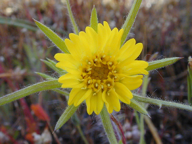 Fitch's Tarweed