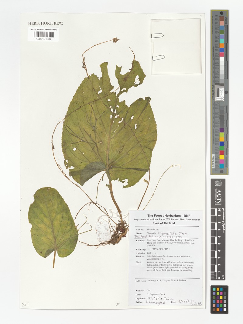 Henckelia amplexifolia photo 2