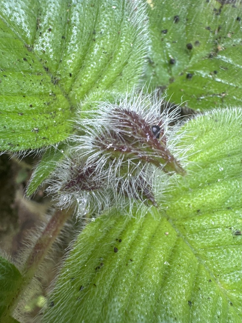 Henckelia collegii-sancti-thomasii