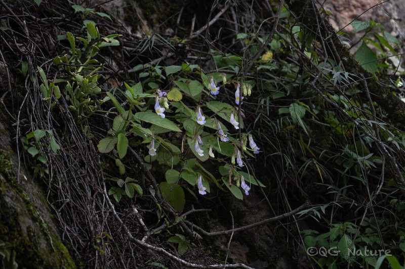 Henckelia connata
