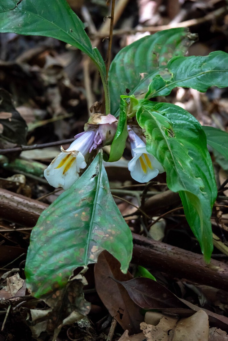 Henckelia longisepala