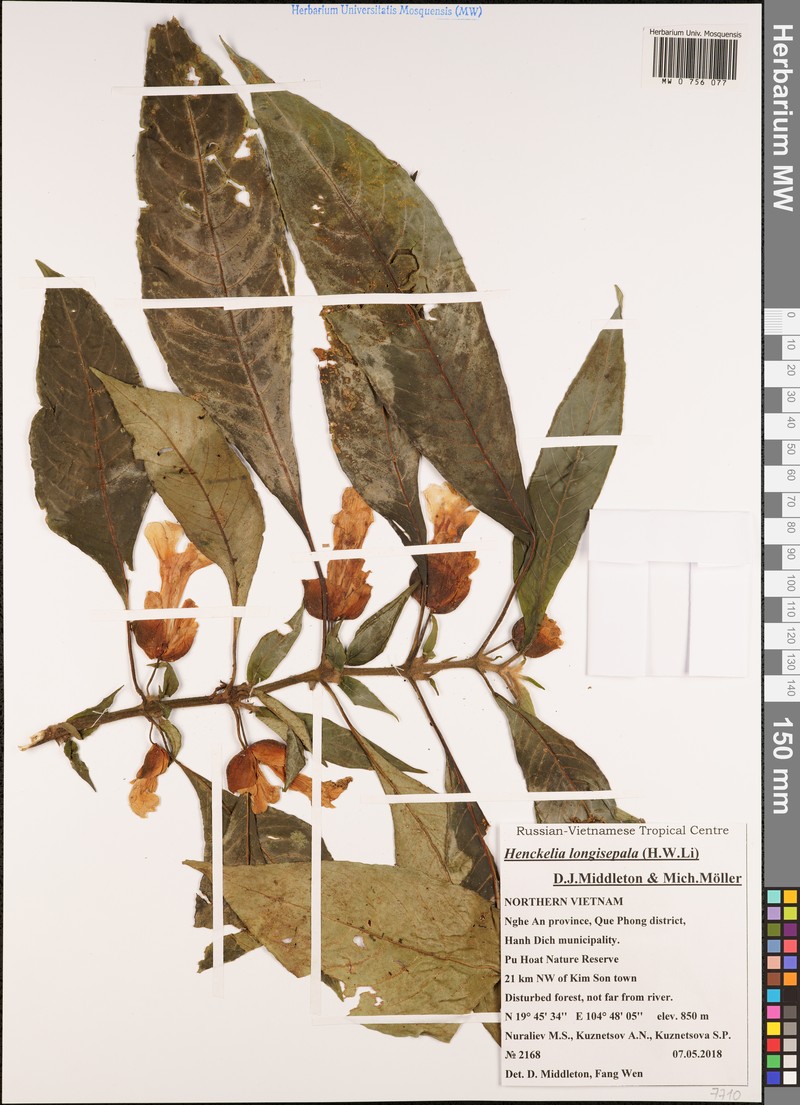 Henckelia longisepala photo 2