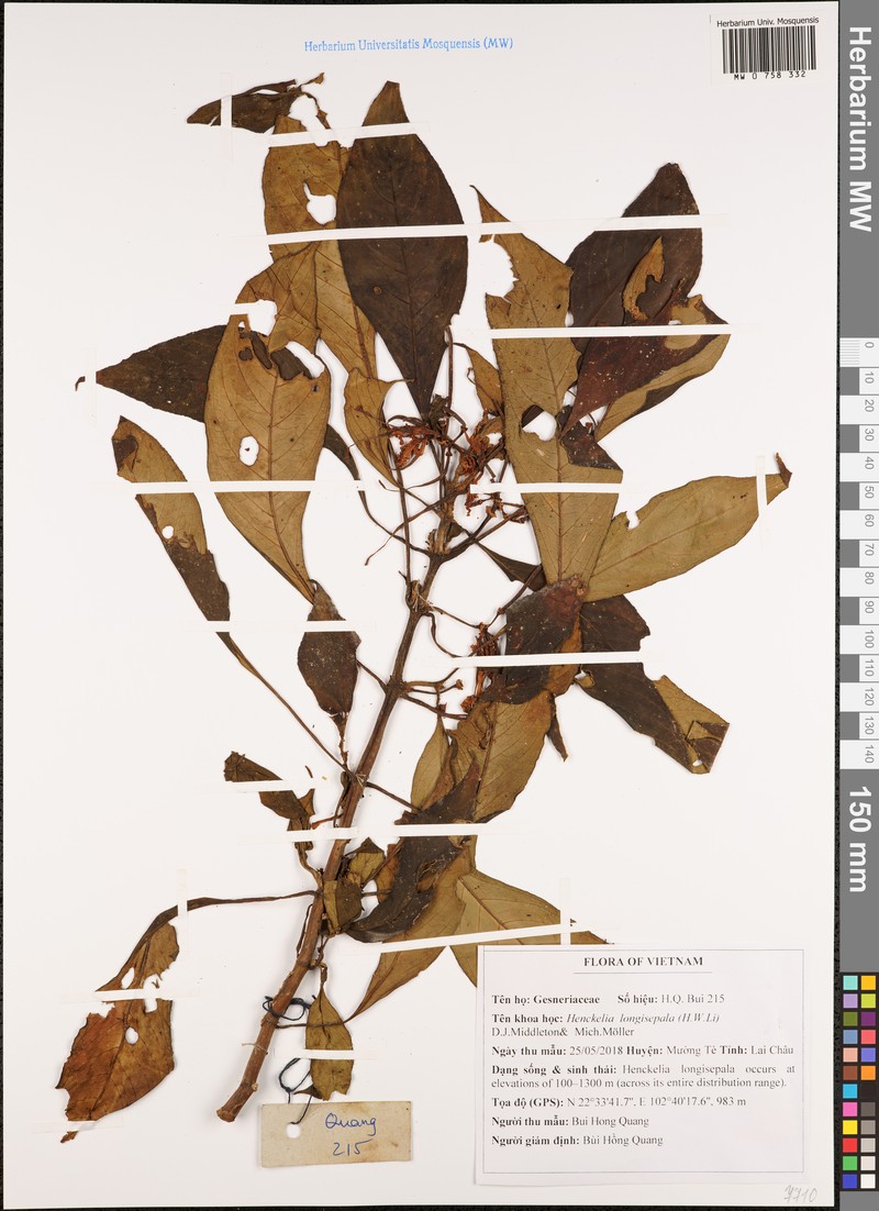 Henckelia longisepala photo 3