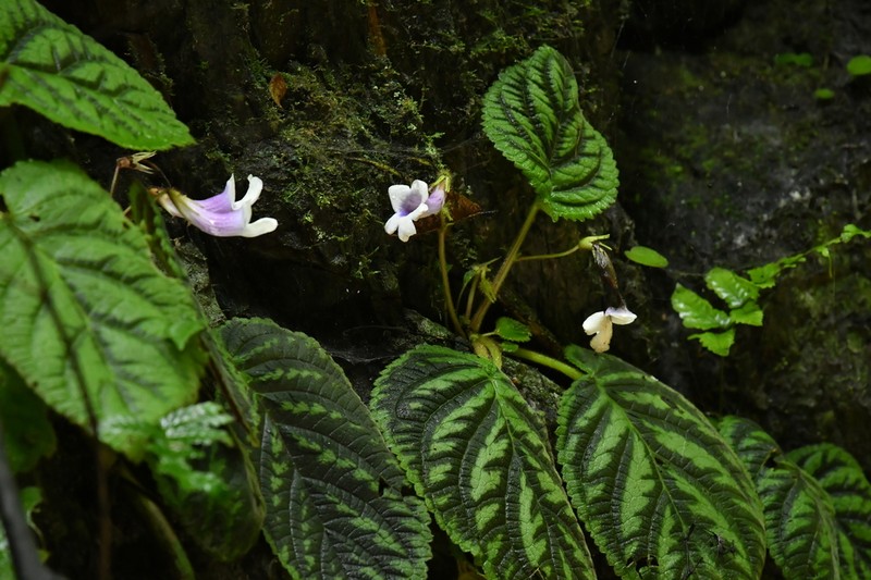 Henckelia speciosa