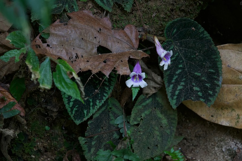 Henckelia speciosa photo 2