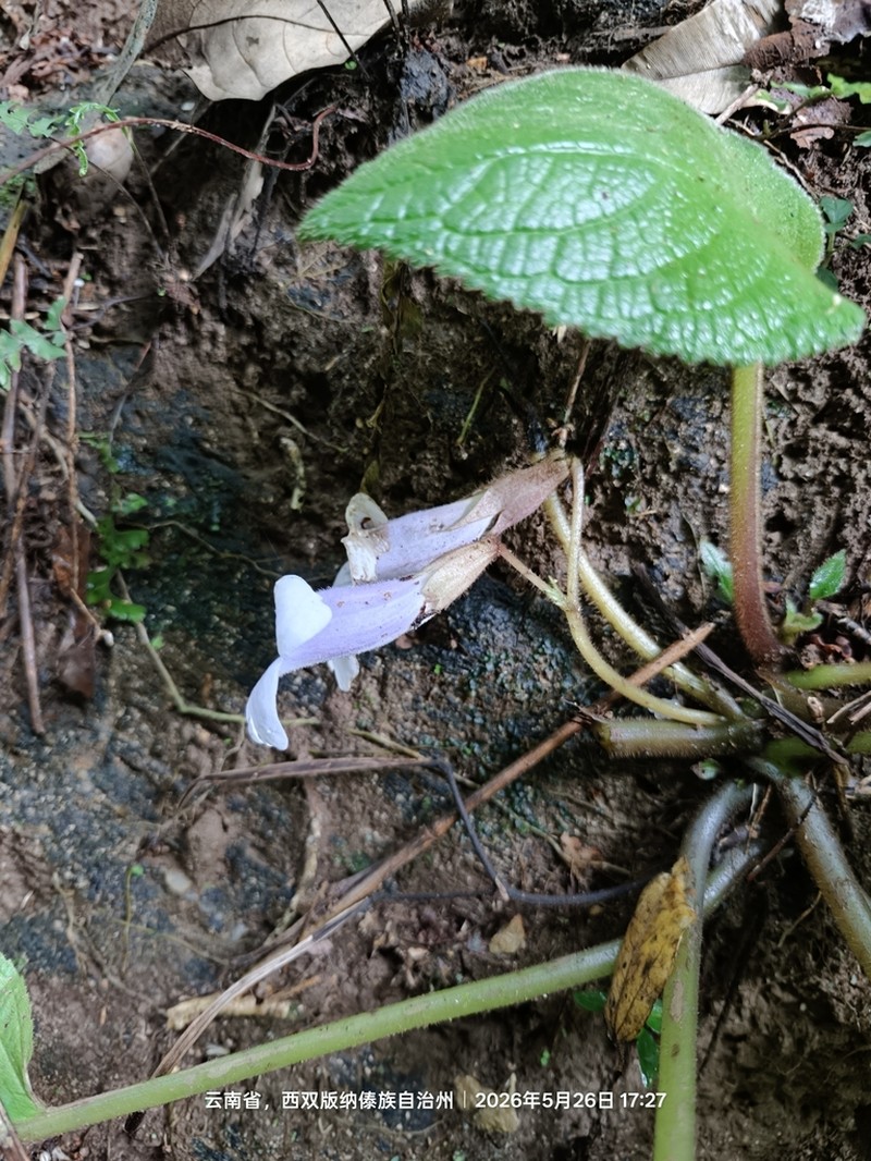 Henckelia speciosa photo 3