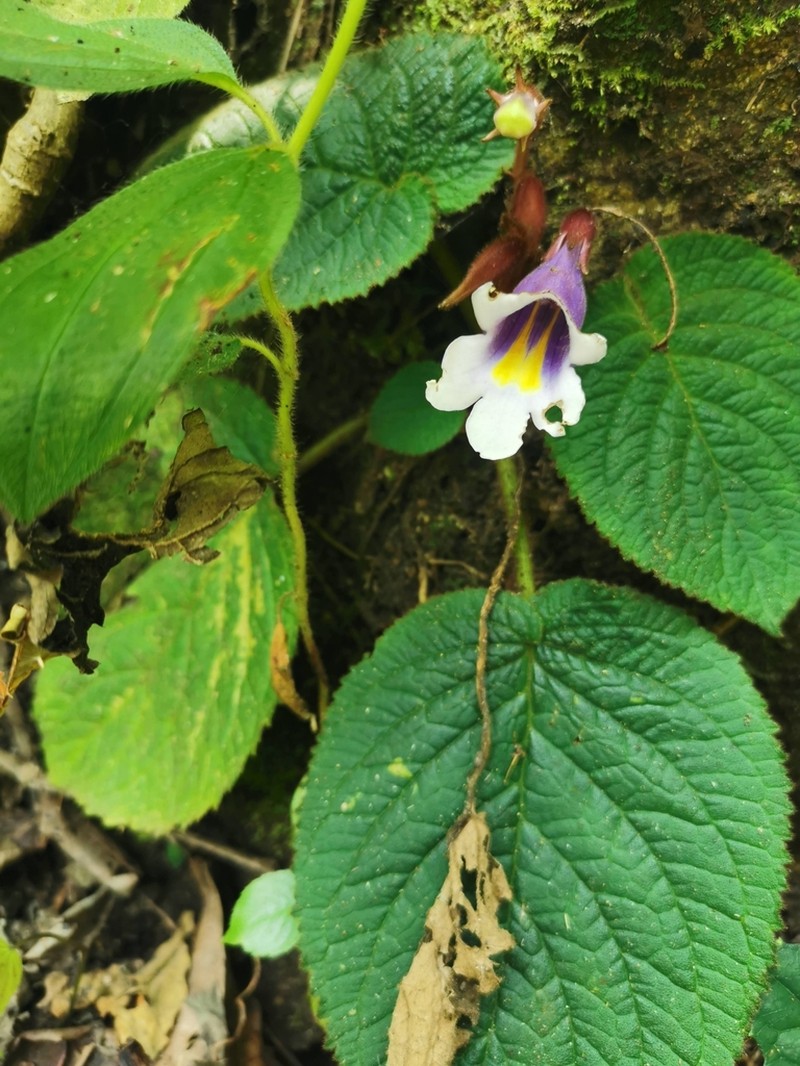Henckelia speciosa photo 4