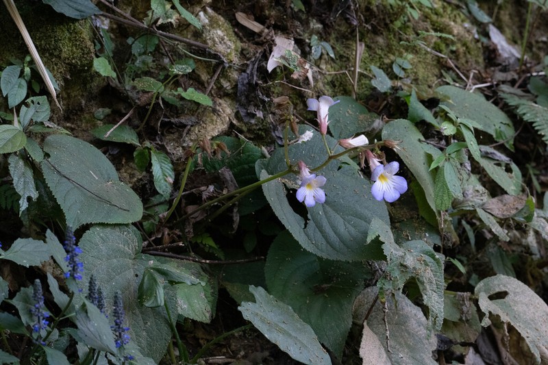 Henckelia speciosa photo 7