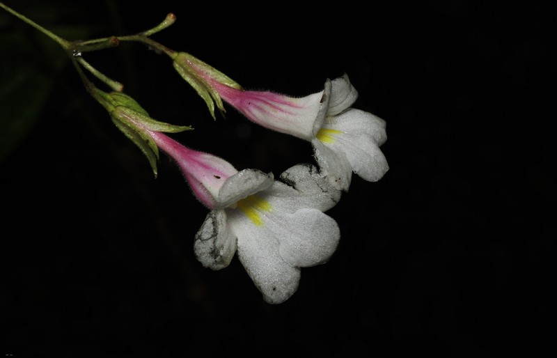 Henckelia wijesundarae