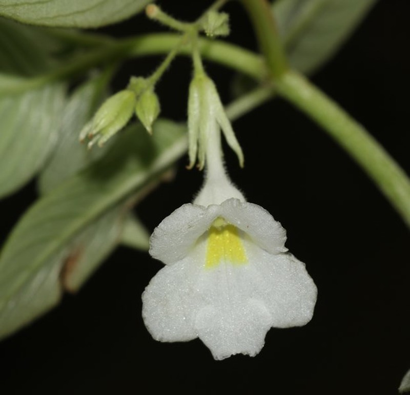 Henckelia wijesundarae photo 2