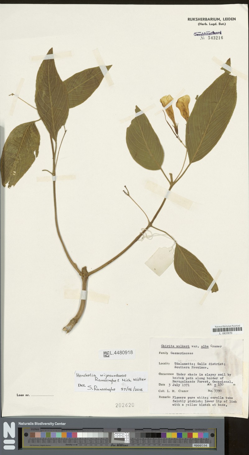 Henckelia wijesundarae photo 3
