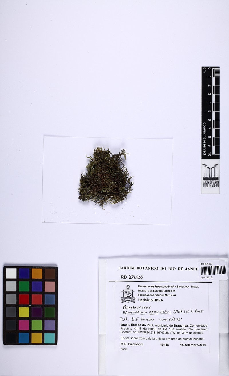 Henicodium Moss