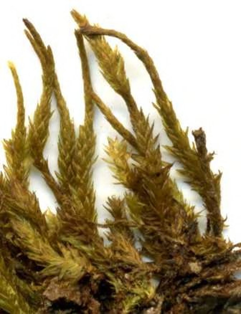 Henicodium Moss photo 2