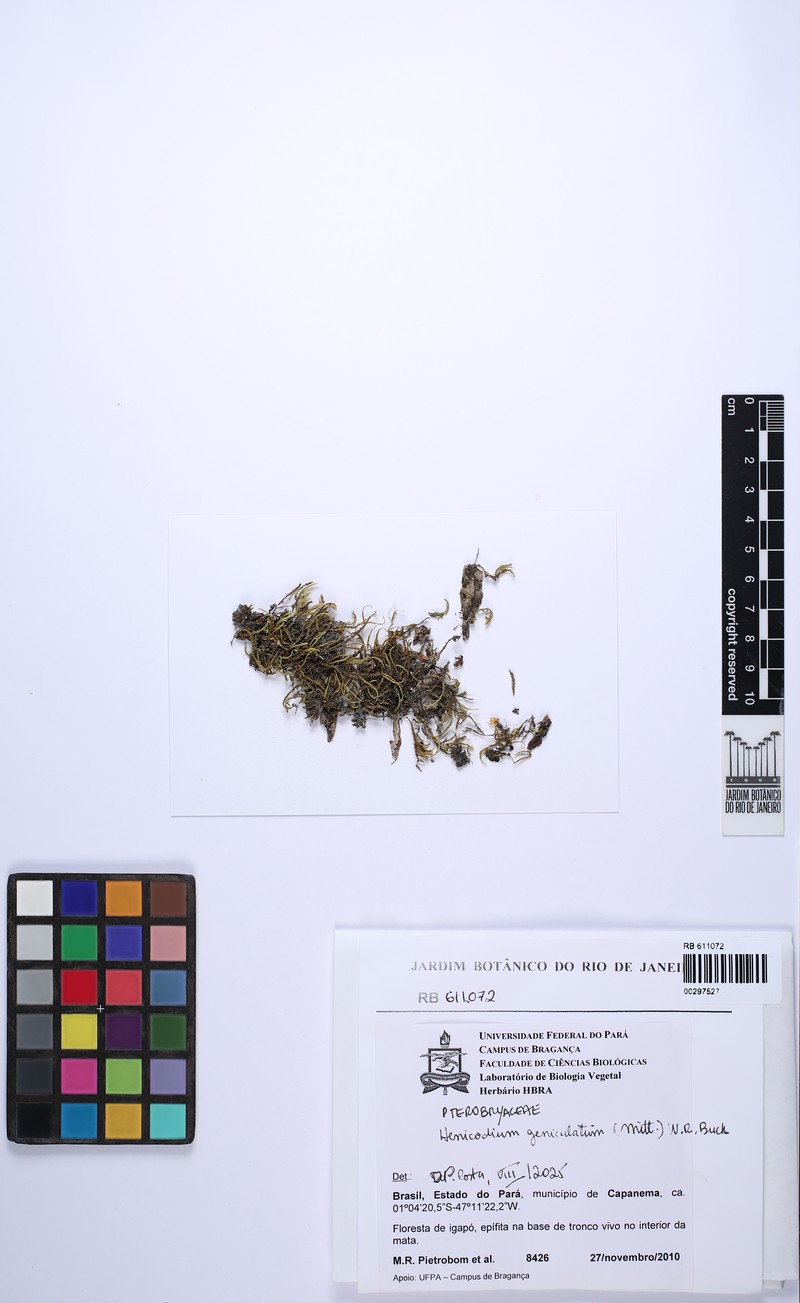 Henicodium Moss photo 3