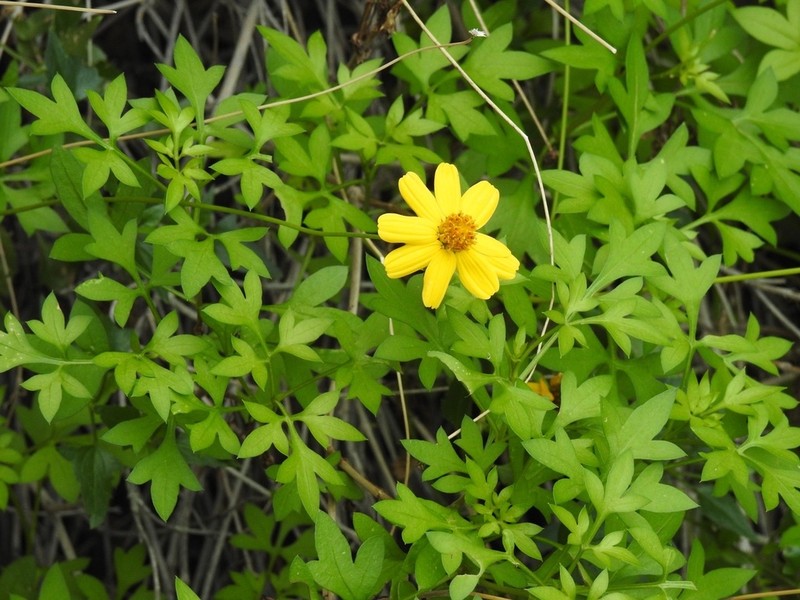 Henricksonia mexicana photo 3
