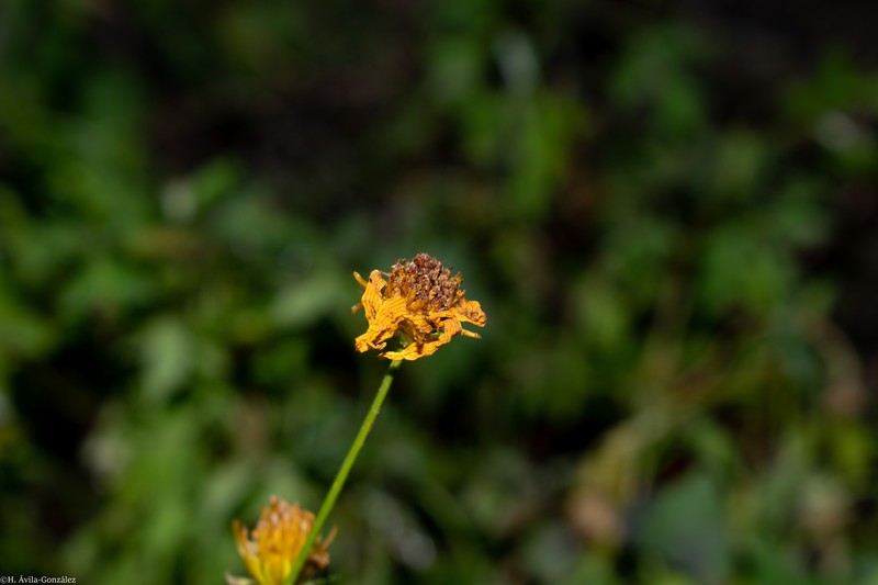 Henricksonia mexicana photo 4