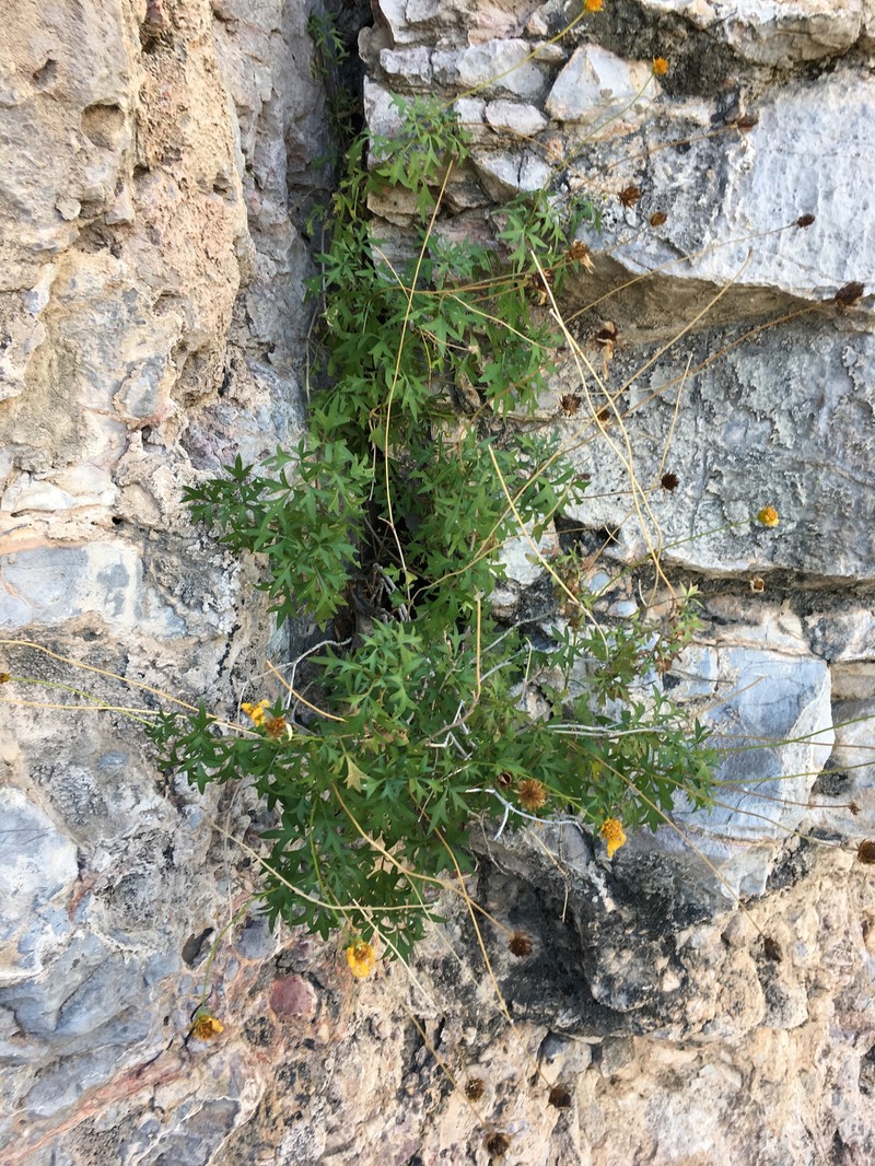 Henricksonia mexicana photo 5