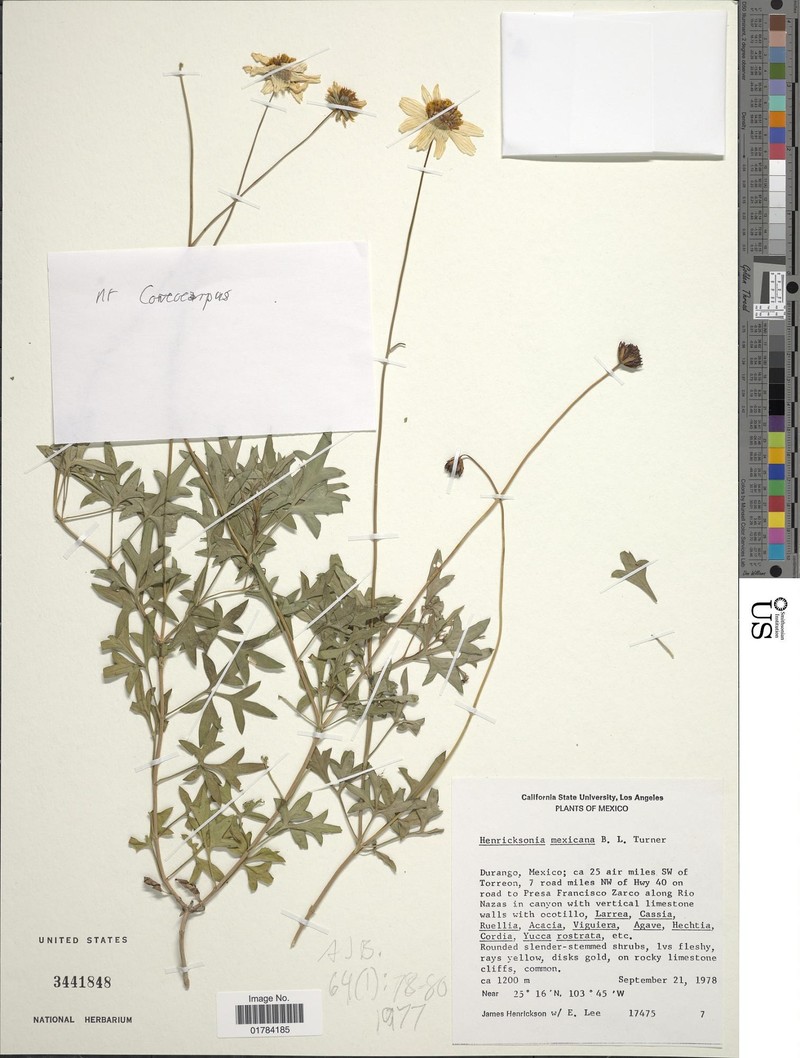 Henricksonia mexicana photo 6