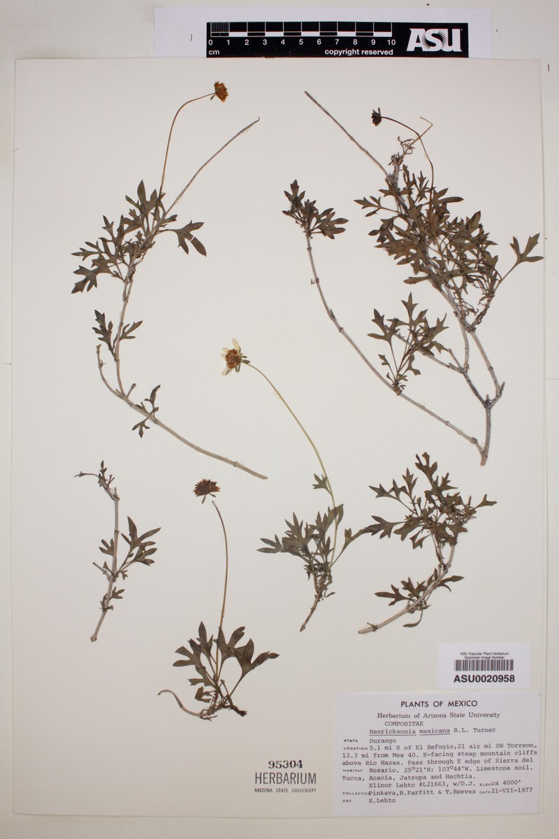 Henricksonia mexicana photo 7
