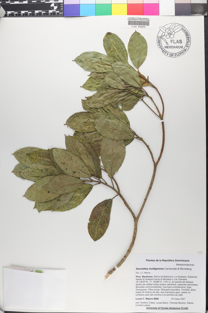 Henriettea multigemma