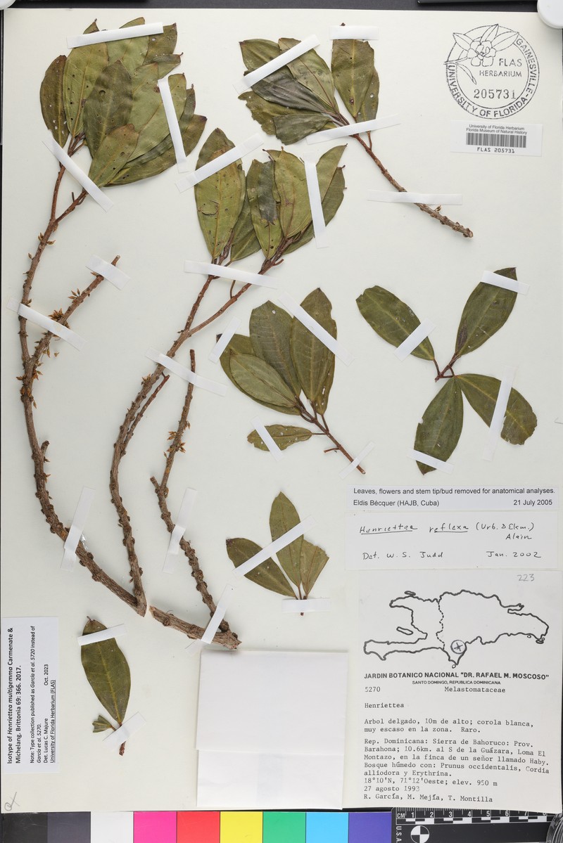 Henriettea multigemma photo 2