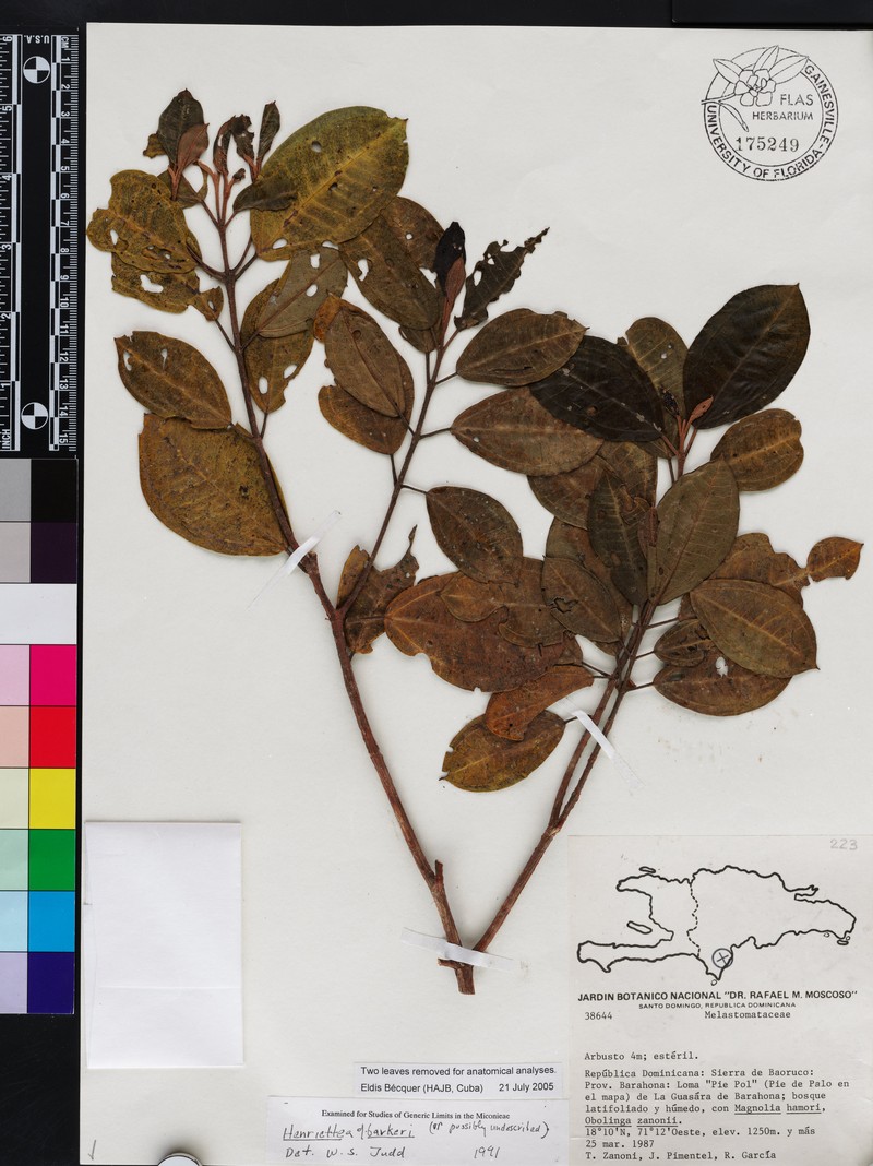 Henriettea multigemma photo 3