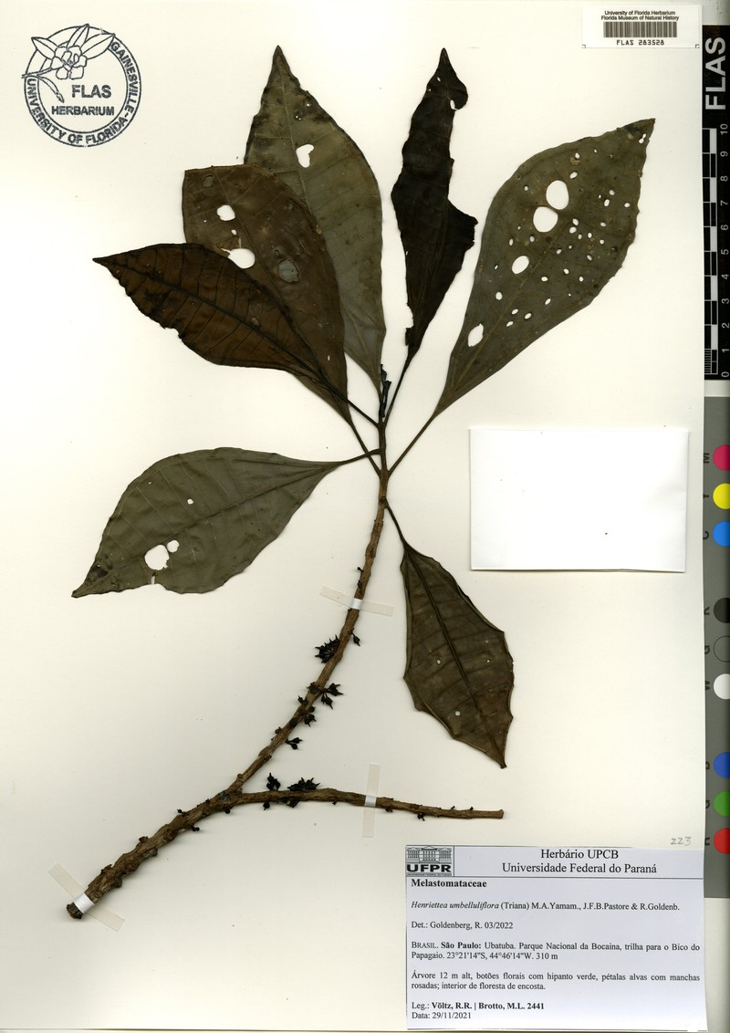 Henriettea umbelluliflora