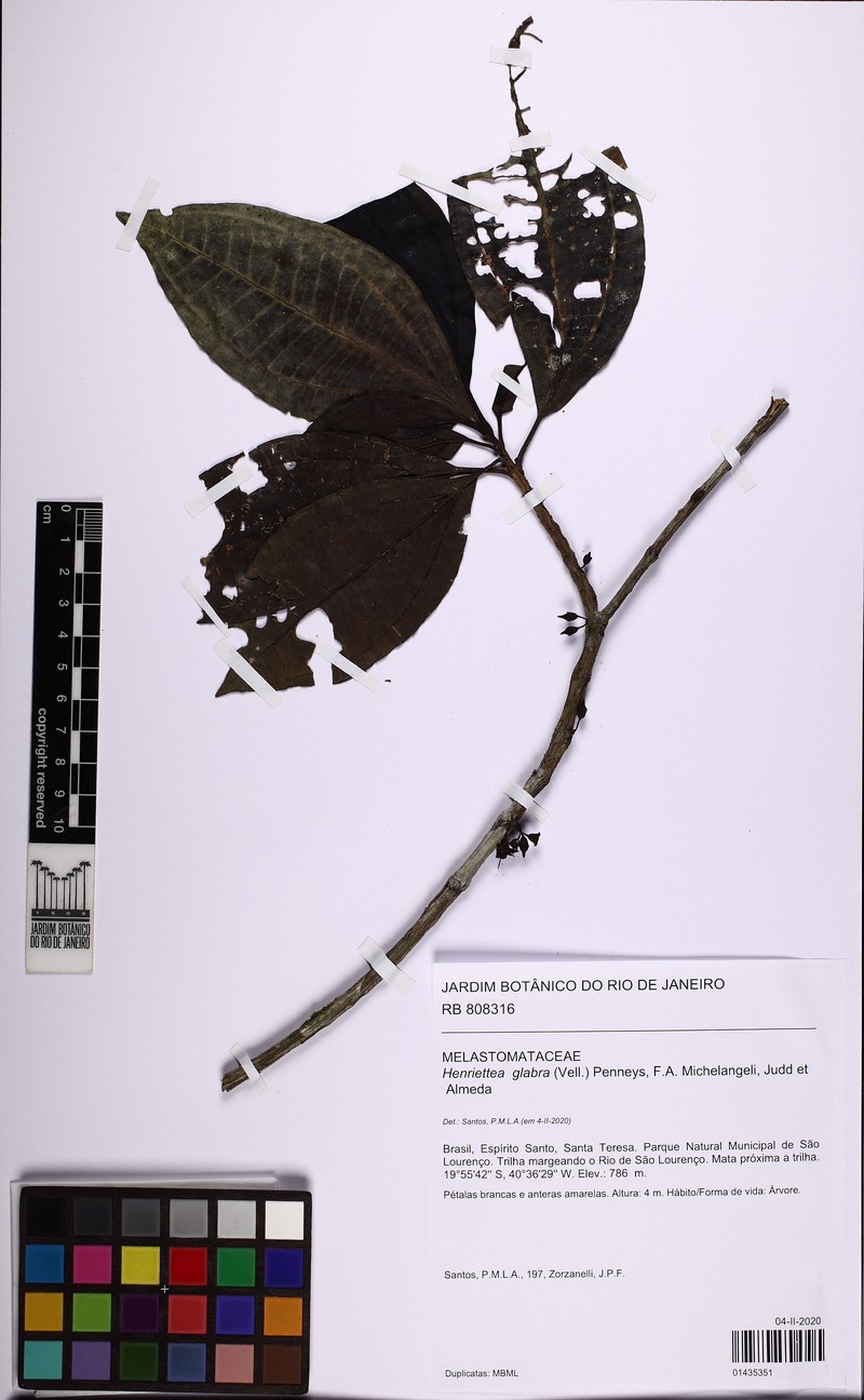Henriettea umbelluliflora photo 2
