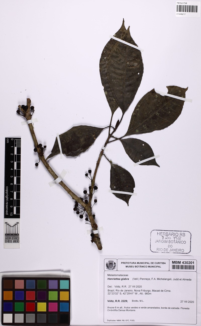 Henriettea umbelluliflora photo 3