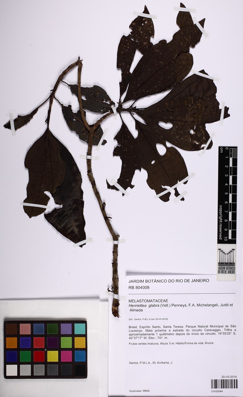 Henriettea umbelluliflora photo 4