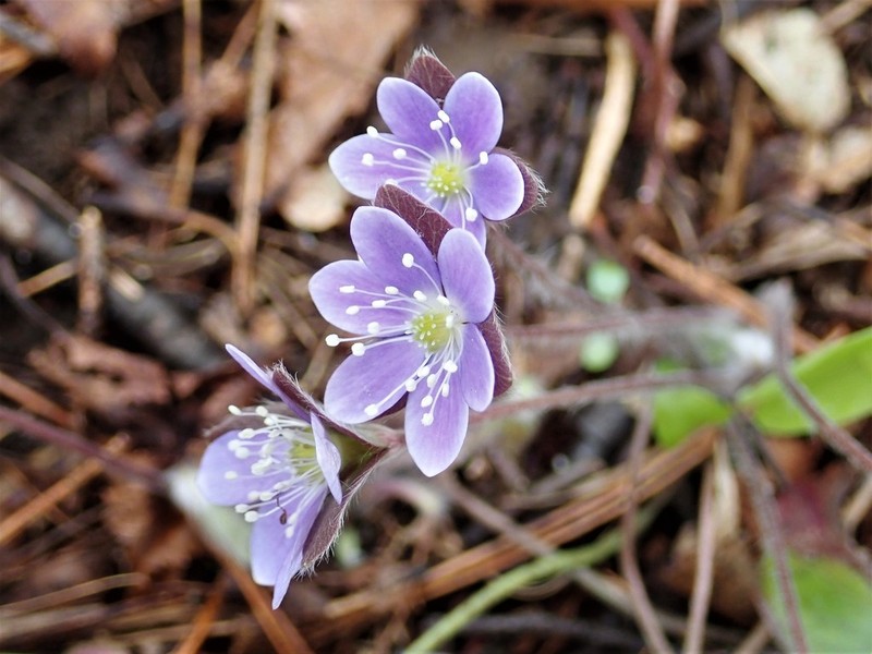 Hepatica americana photo 2