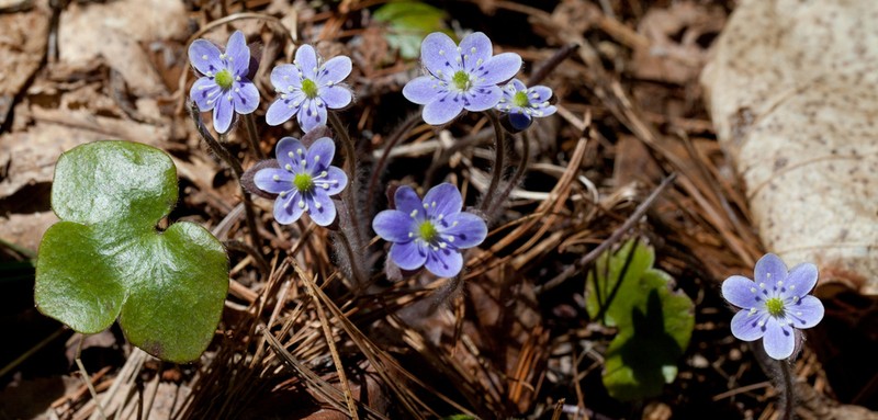 Hepatica americana photo 3