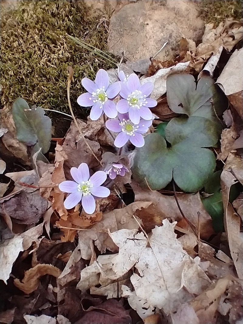 Hepatica americana photo 4