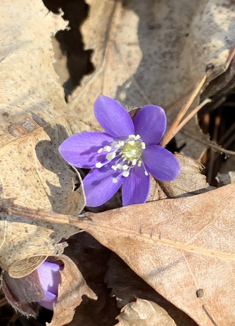 Hepatica americana photo 5