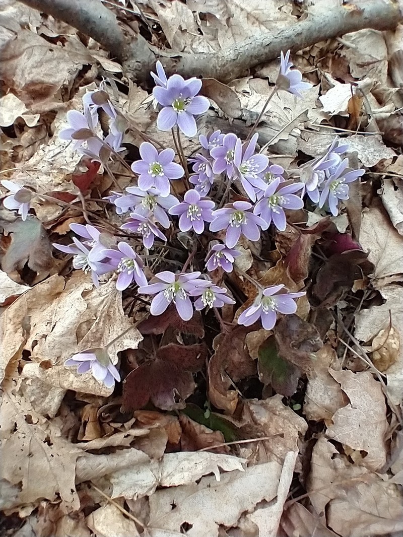 Hepatica americana photo 6