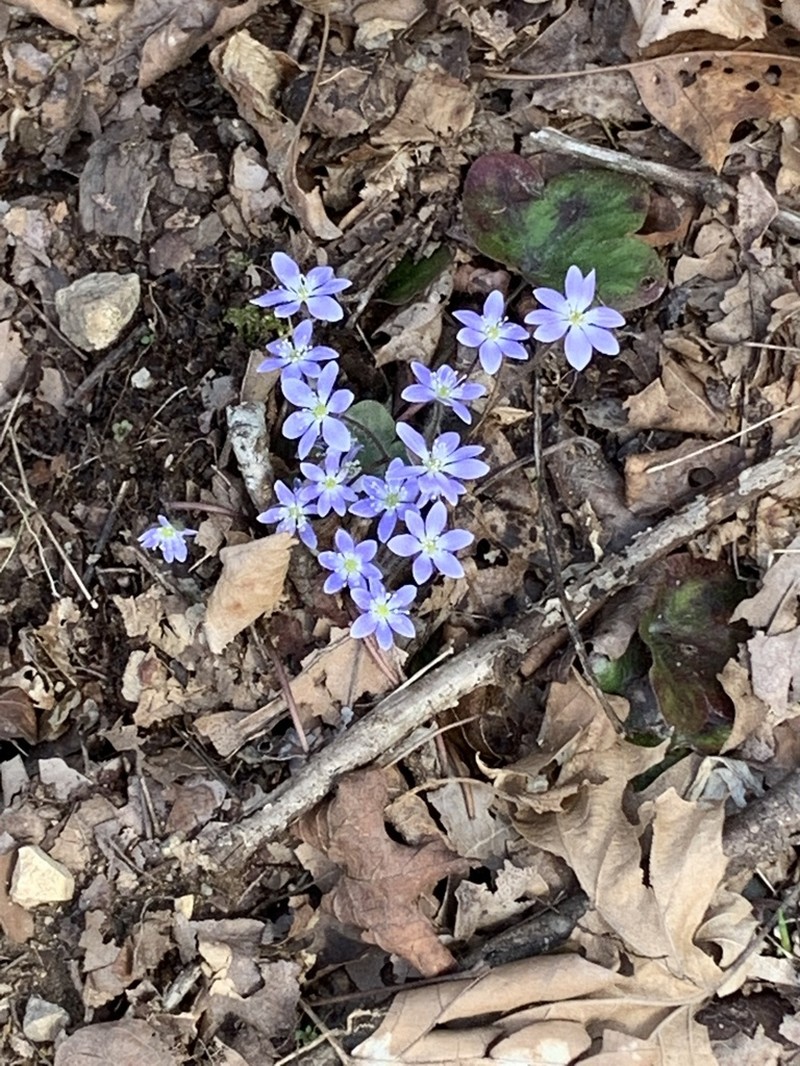 Hepatica americana photo 7