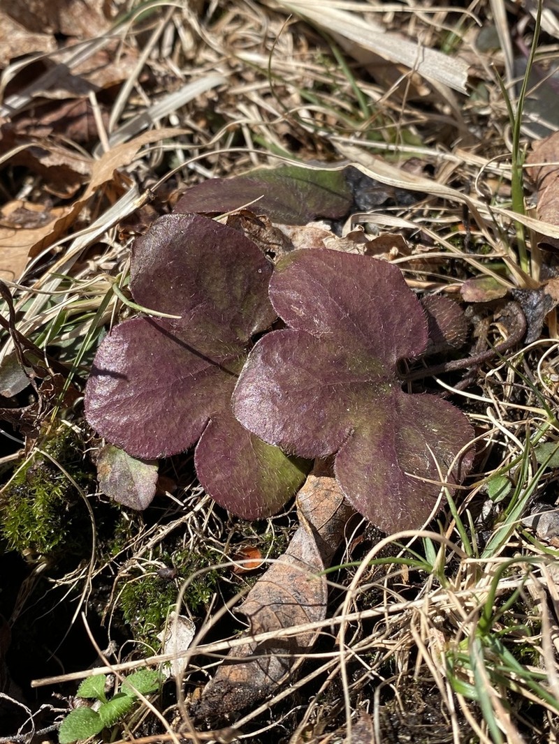 Hepatica americana photo 8