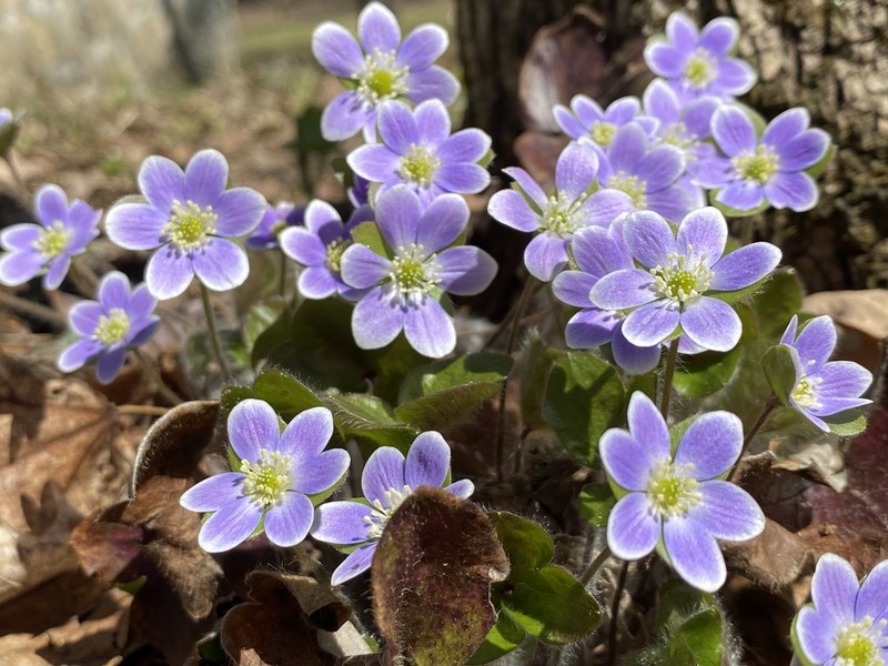 Hepatica photo 8