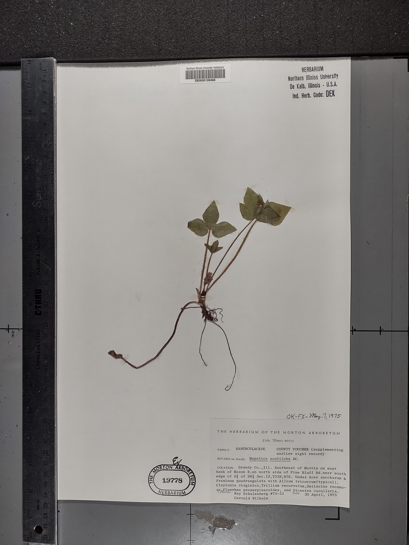 Hepatica americana var. acuta photo 2
