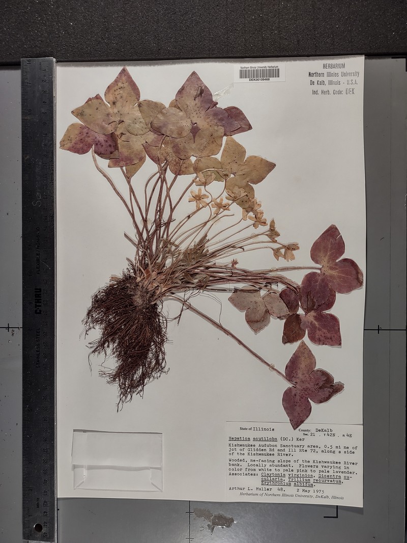 Hepatica americana var. acuta photo 3
