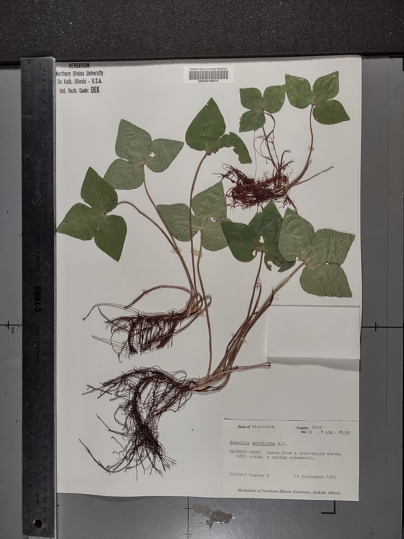 Hepatica americana var. acuta photo 4