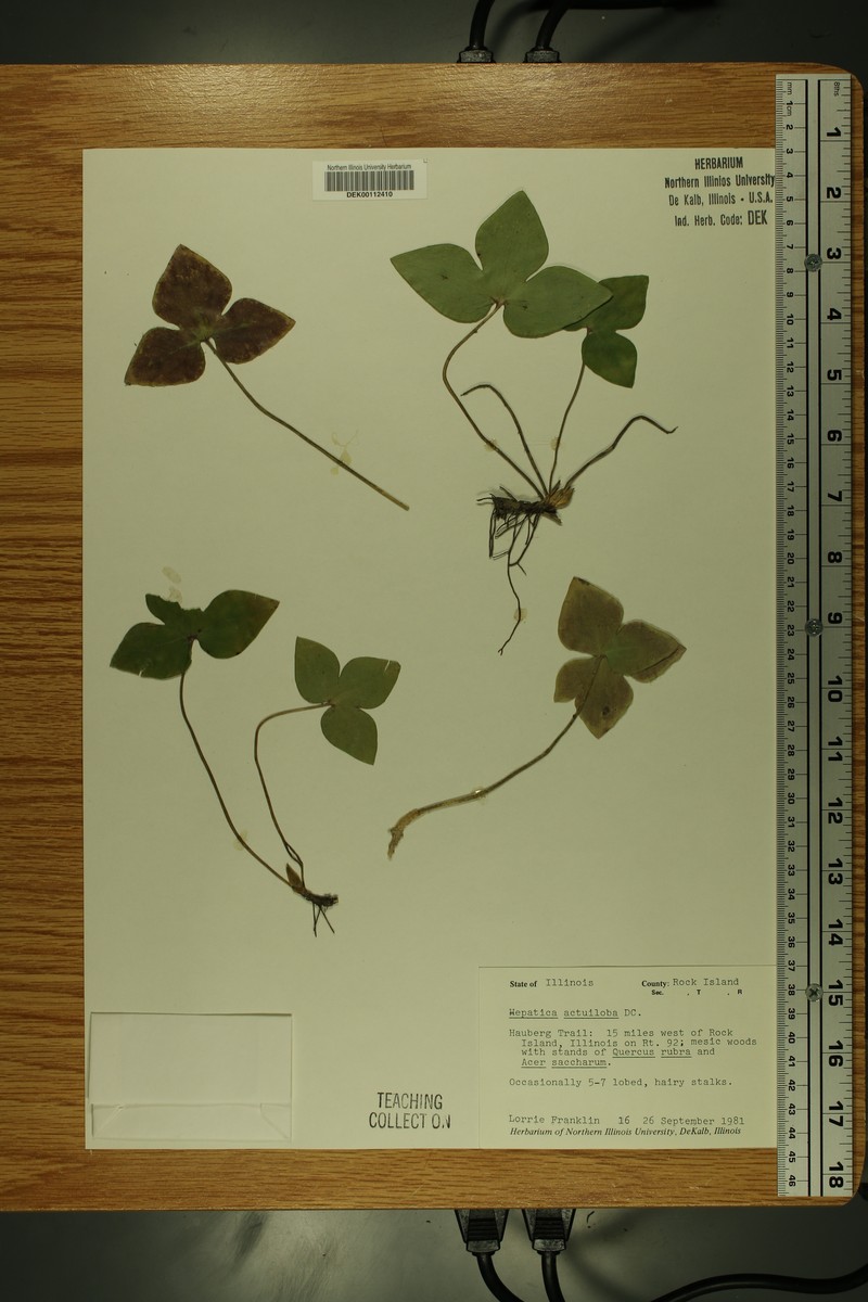 Hepatica americana var. acuta