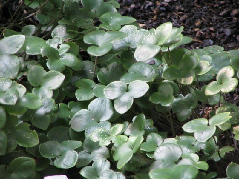 Hepatica japonica