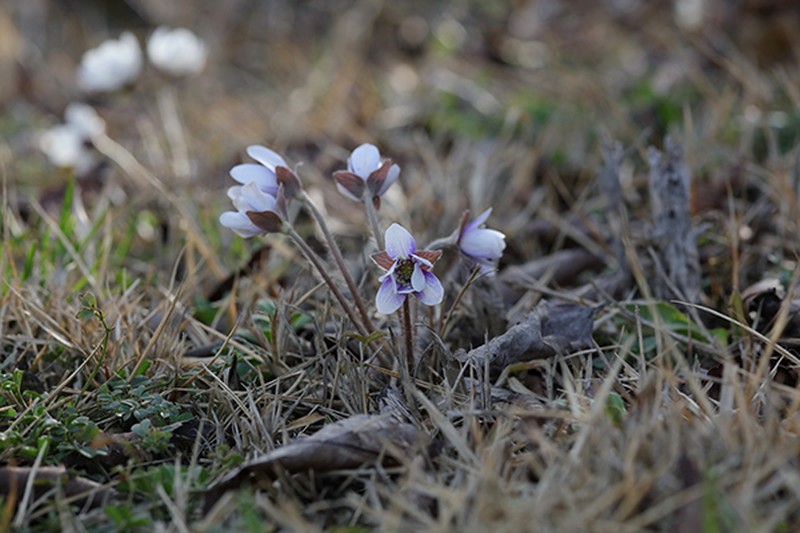 Hepatica japonica photo 2