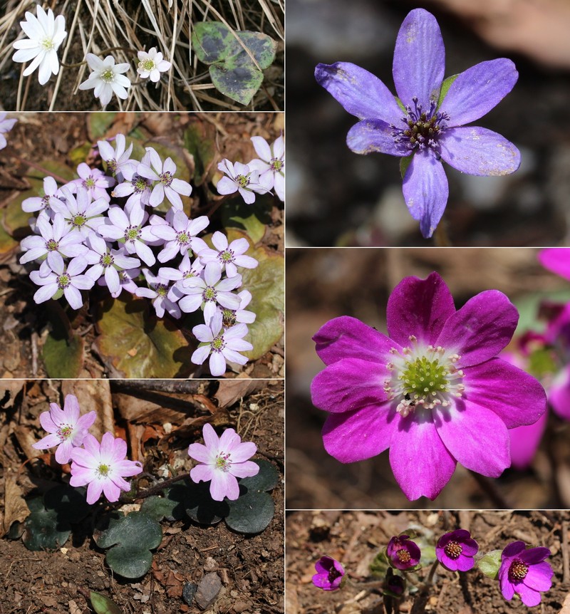 Hepatica japonica photo 3