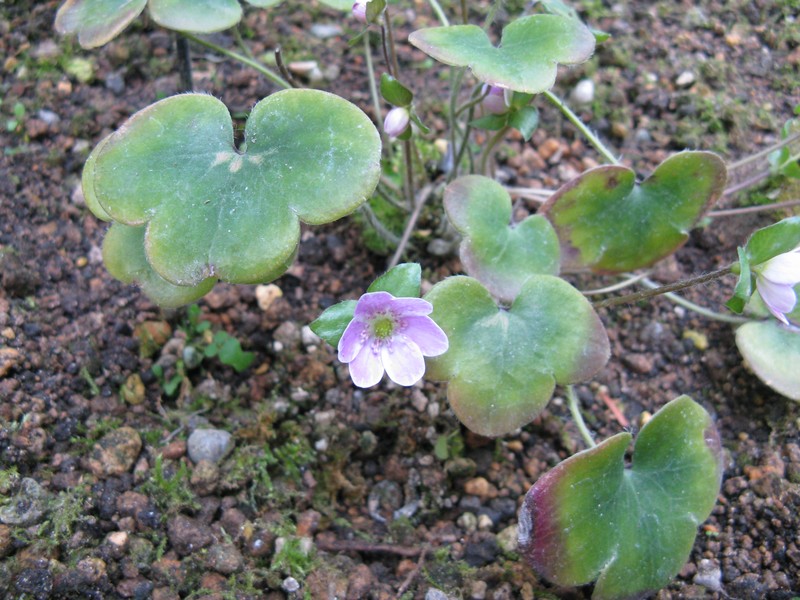 Hepatica japonica photo 4