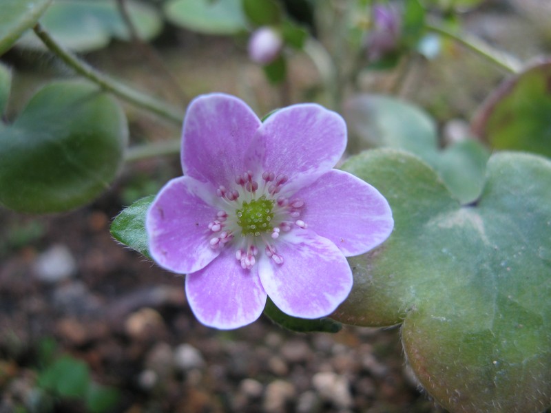 Hepatica japonica photo 5