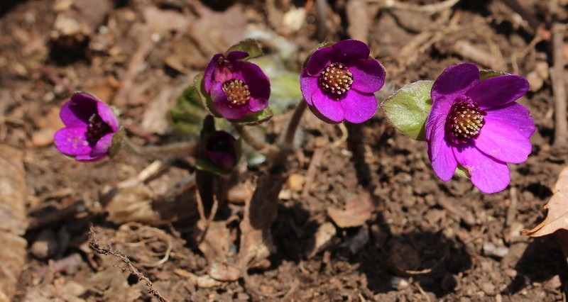 Hepatica japonica photo 6