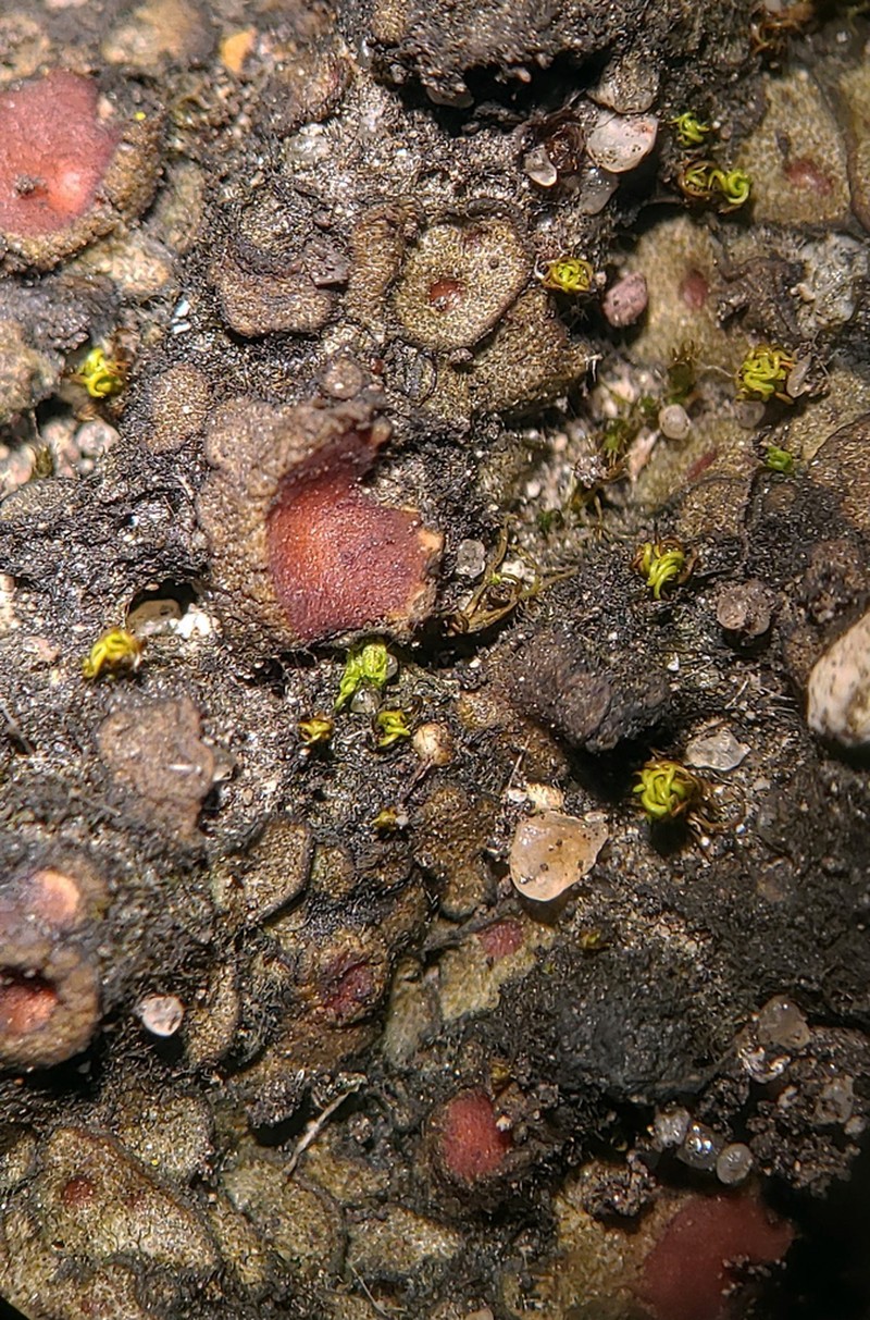 Heppia adglutinata