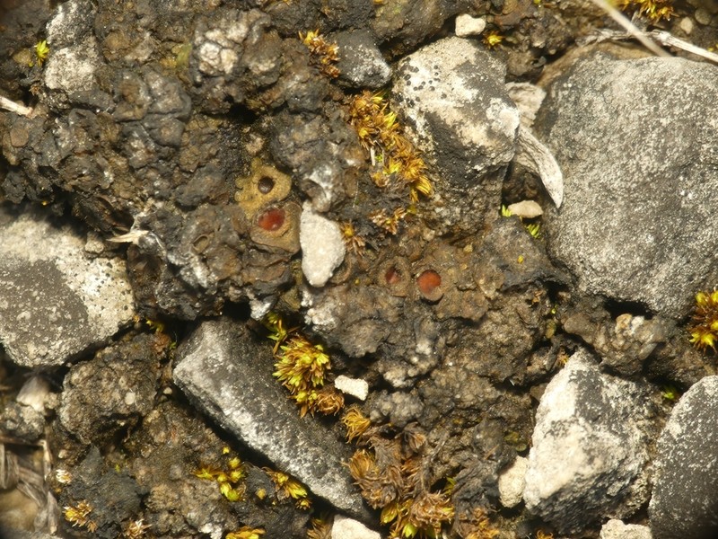 Heppia adglutinata photo 2
